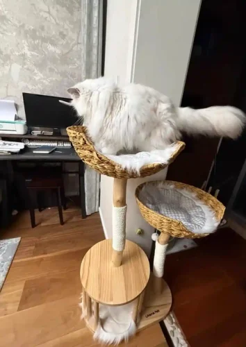 Click to view full screen Arbre à Chat Bois Flotté Design Scandinave photo review