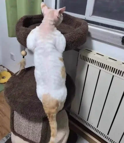 Click to view full screen Arbre à Chat Bois Massif SylvaNéo photo review