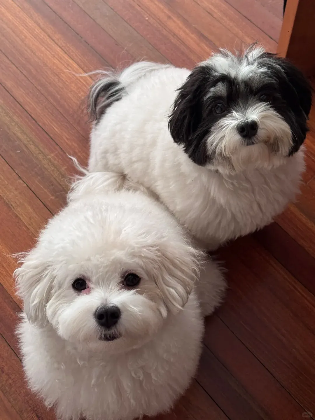 Bichon Havanais au pelage ondulé et multicolore dans une attitude joyeuse