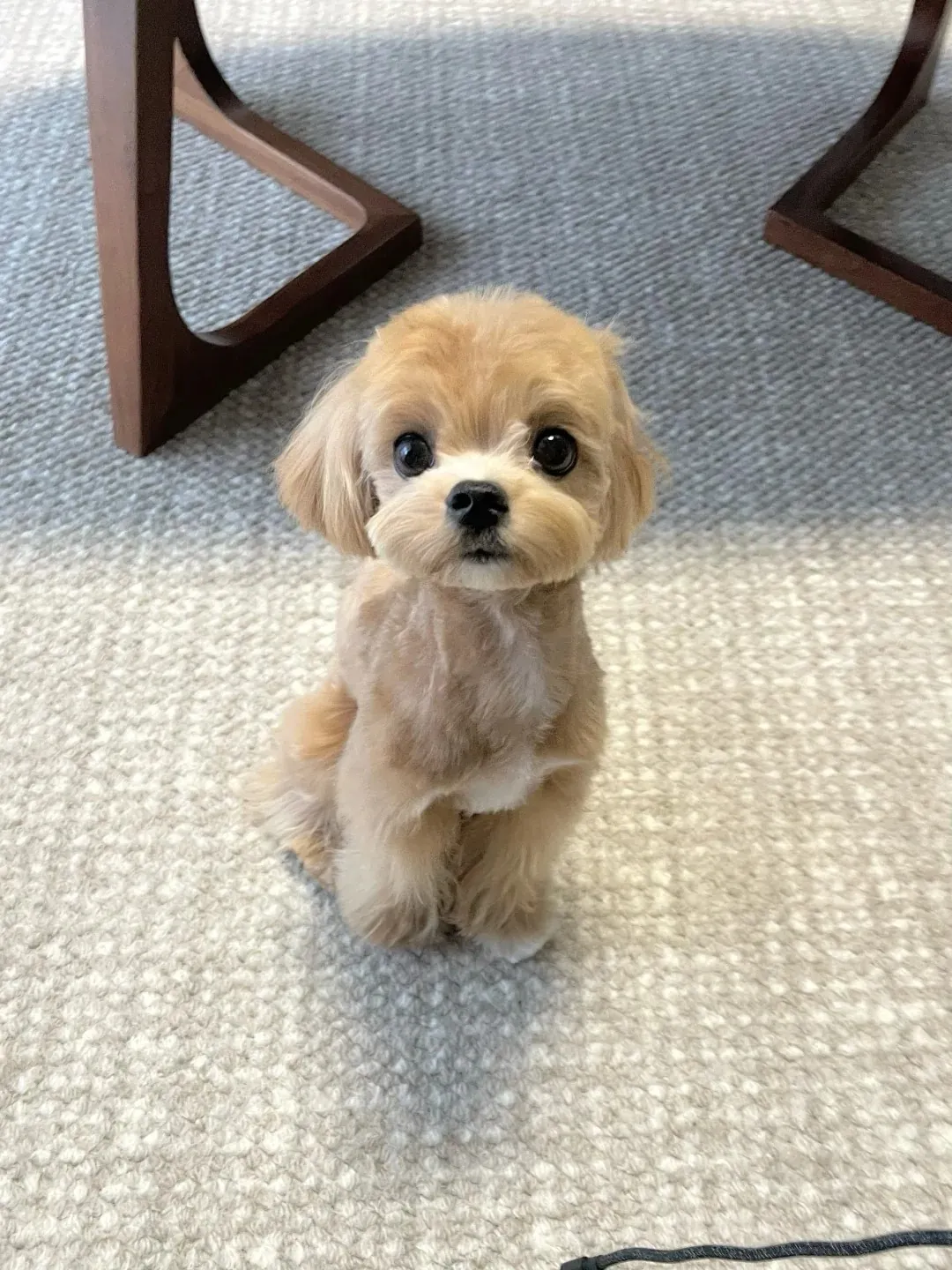 Bichon Maltais au pelage blanc soyeux et long tombant élégamment