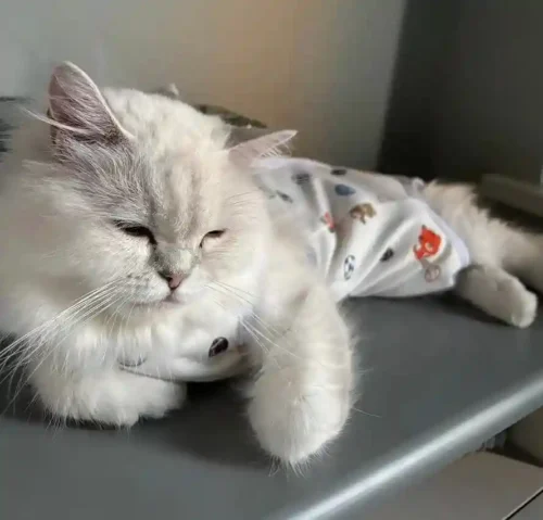 Click to view full screen Body pour Chat Après Opération - Confort et Protection Post-Stérilisation photo review