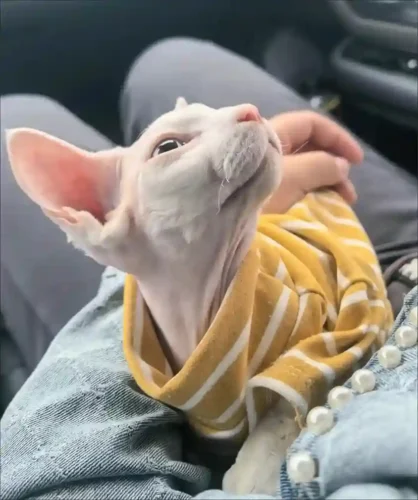 Click to view full screen Body Pour Chat Varmt photo review