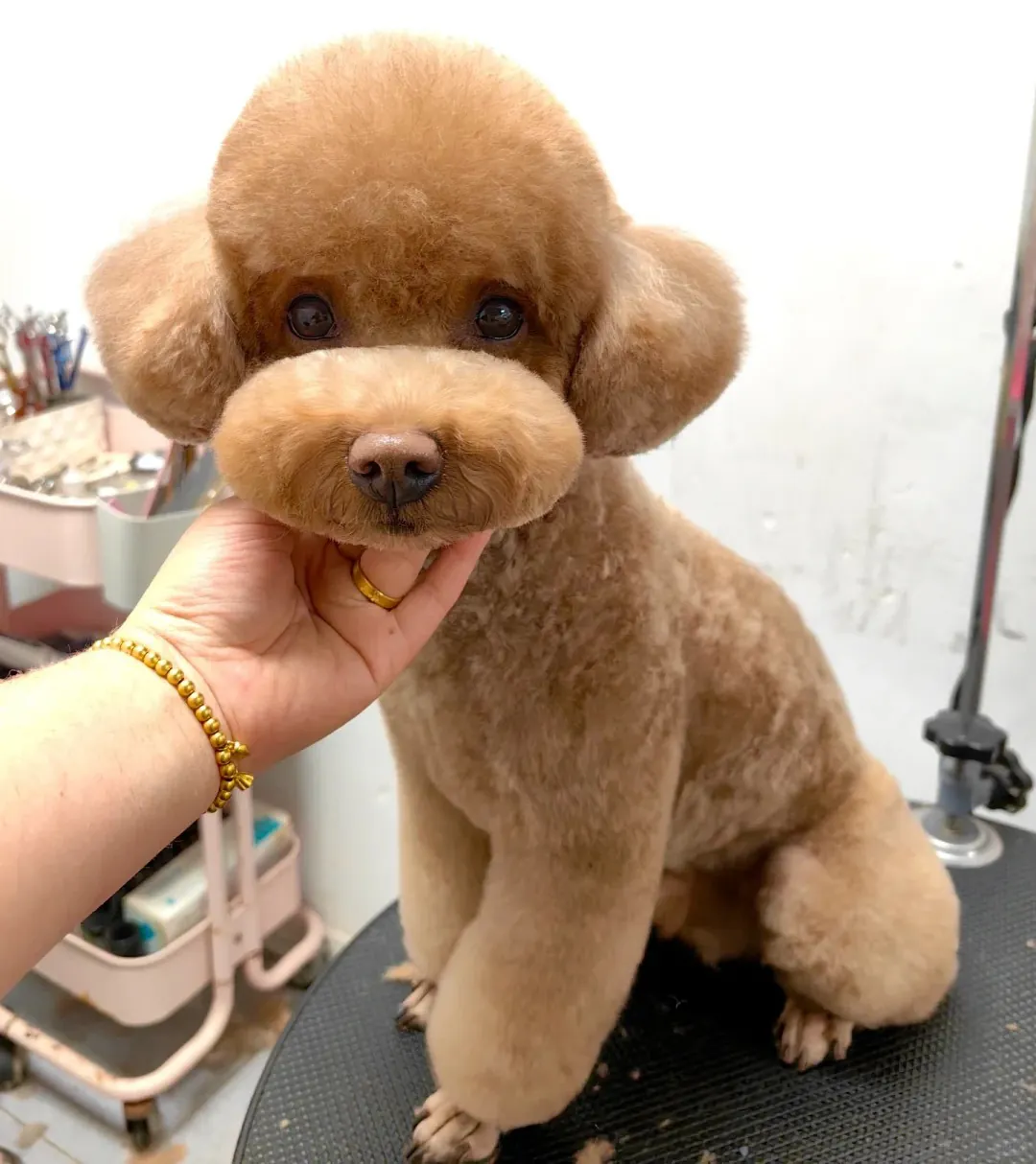 Caniche Toy au pelage bouclé élégant dans diverses couleurs