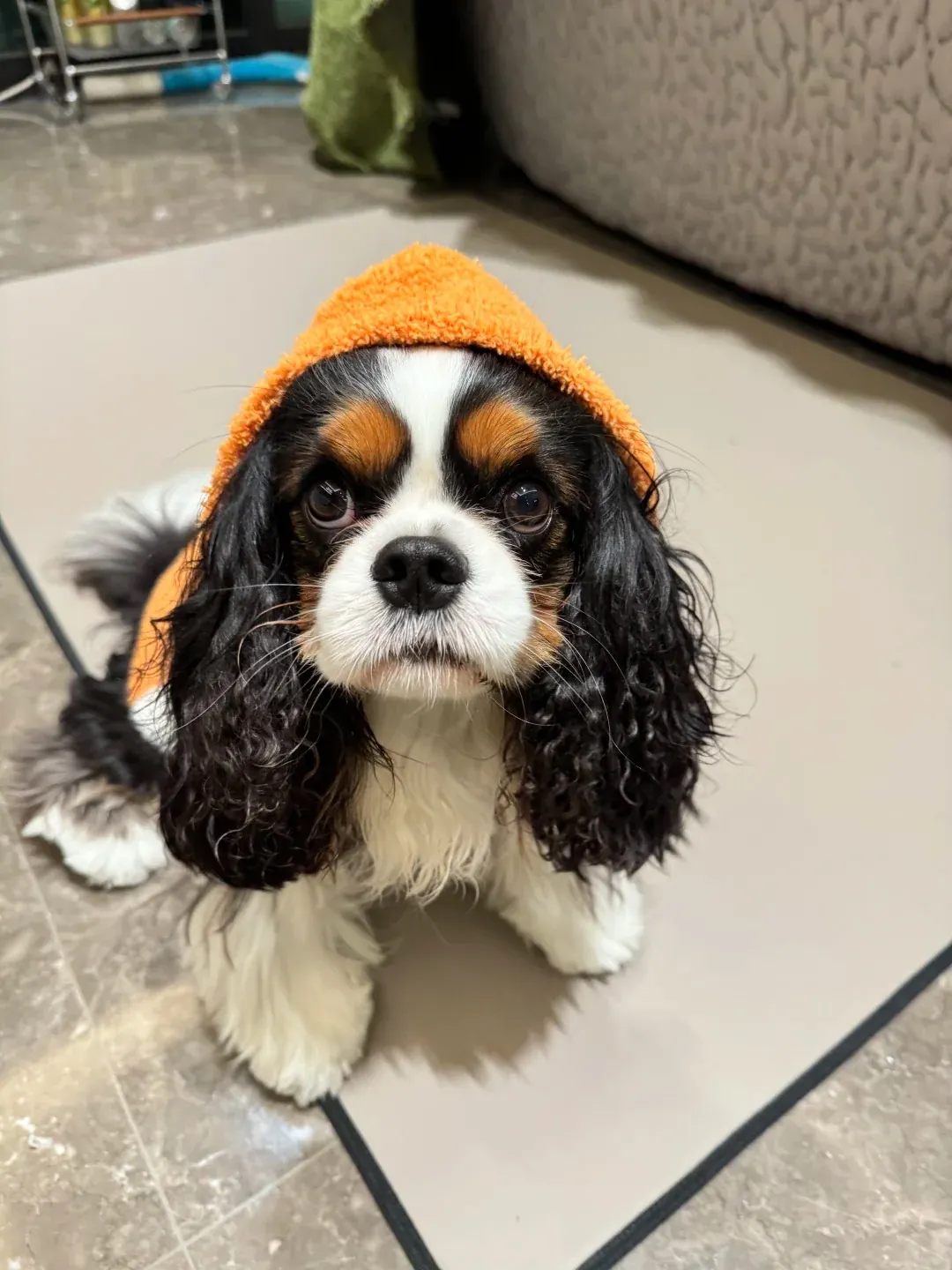 Cavalier King Charles Spaniel avec son pelage soyeux et ses oreilles pendantes caractéristiques