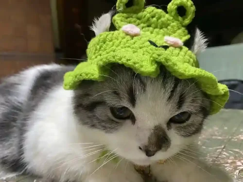 Click to view full screen Chapeau & Déguisement Pour Chat Froggy photo review