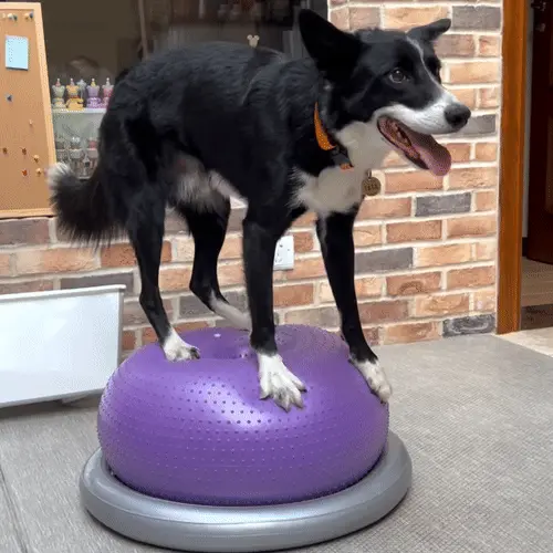 Chien actif jouant et s'amusant avec son maître, illustrant l'importance de l'occupation quotidienne pour le bien-être canin