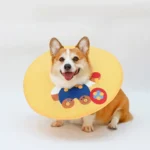 collerette pour chien orange motif ours