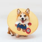 collerette pour chien orange motif ours