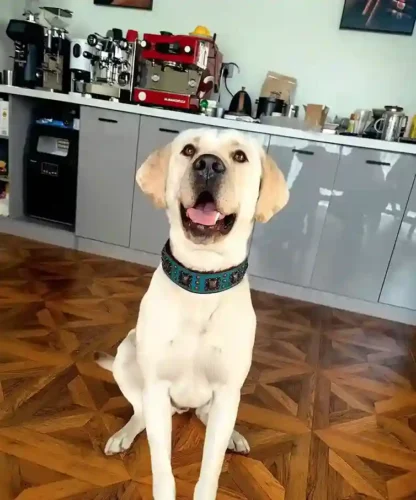 Collier Cuir Chien Bohème photo review