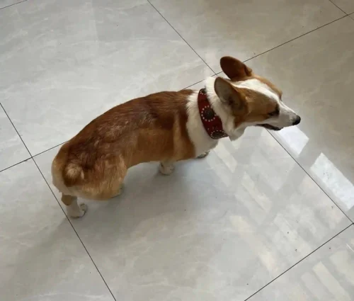 Collier en Cuir pour Chien Boho photo review