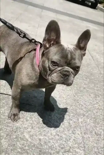 Click to view full screen Collier Chien Cuir Personnalisable Beauty photo review