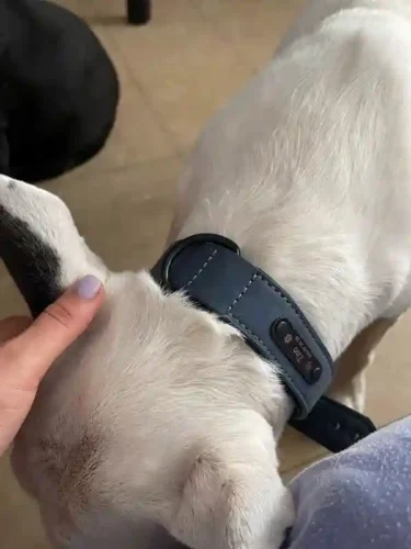 Click to view full screen Collier Chien Cuir Personnalisable Beauty photo review