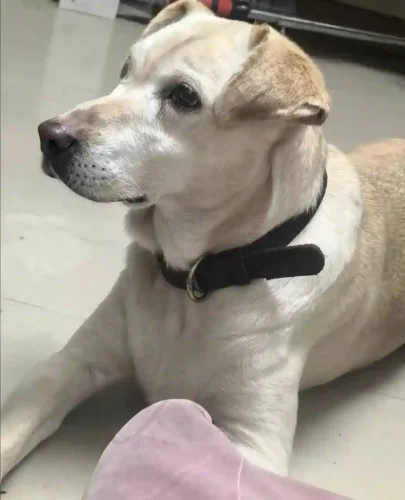 Collier Grand Chien Personnalisé avec Poignée Kontrolle photo review