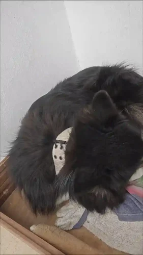 Collier Gros Chien Avec Poignée photo review