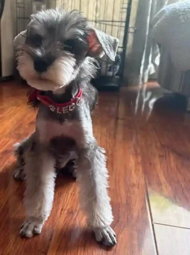 Collier Chien Personnalisé Prénom Cristo photo review