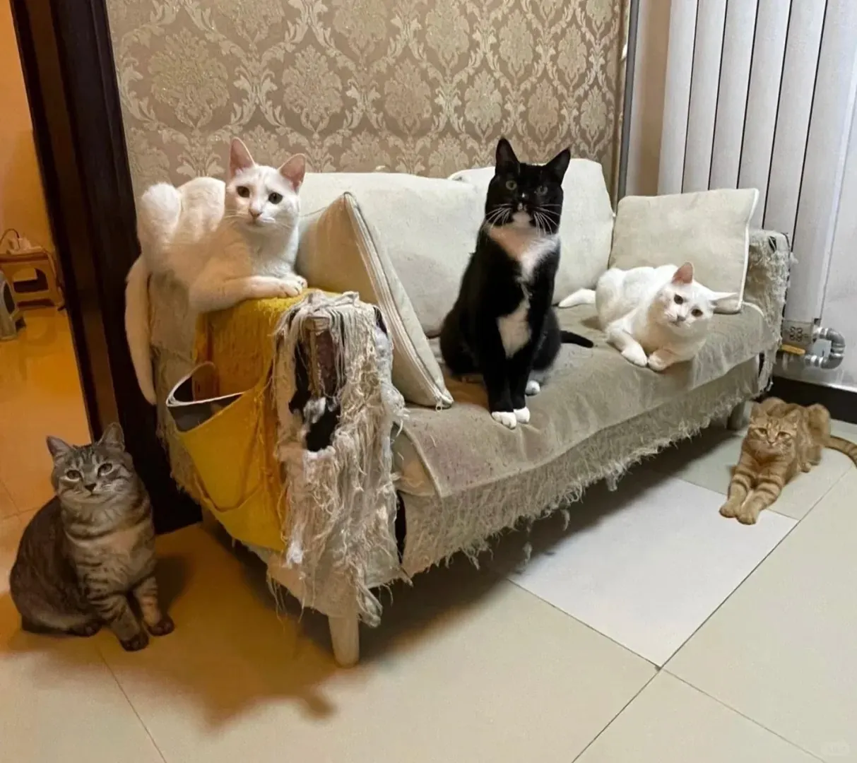 Chat faisant ses griffes - comprendre le comportement félin pour mieux protéger son canapé