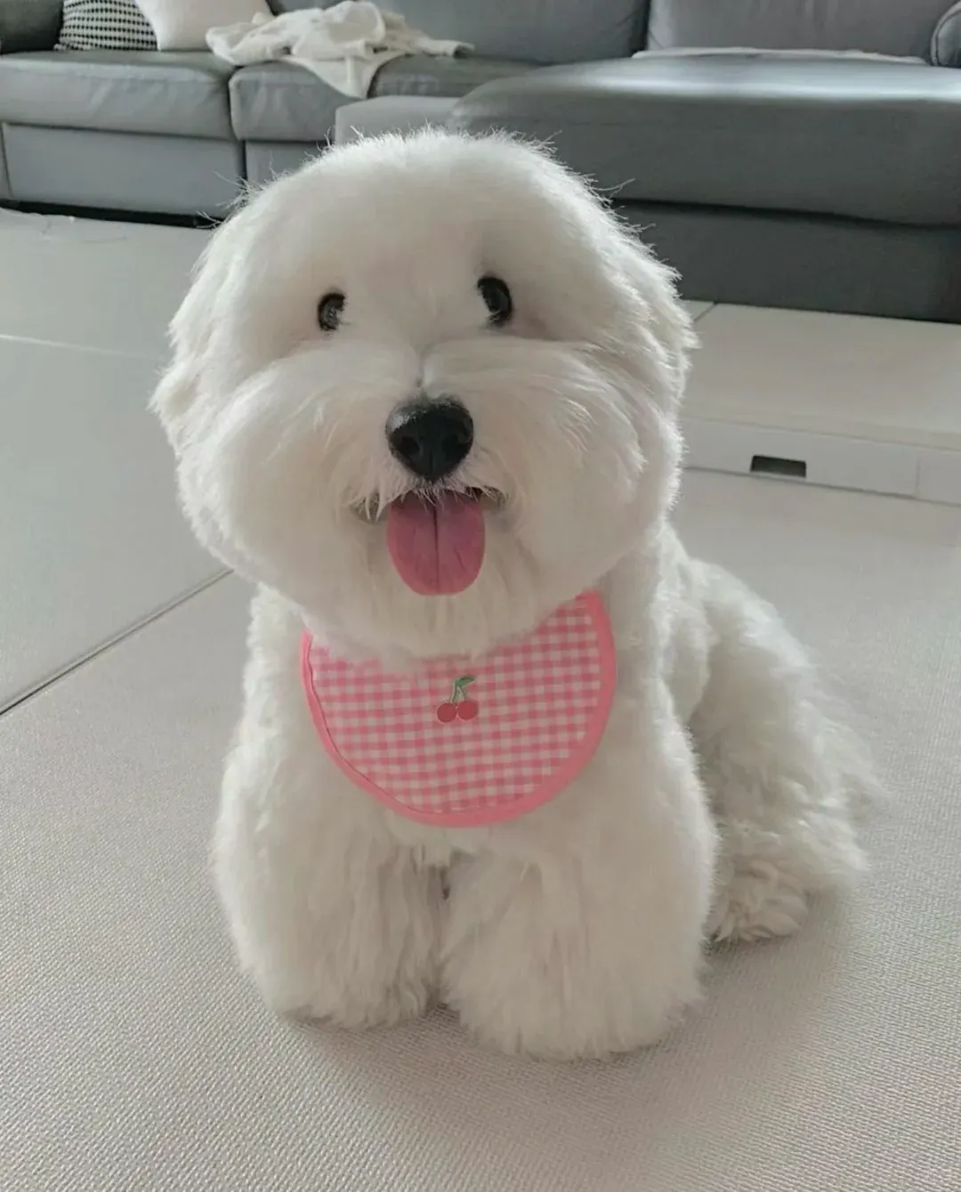 Coton de Tuléar avec son pelage cotonneux blanc et doux caractéristique de Madagascar