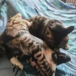 Coussin Chat Personnalisé à Posture Unique 3D photo review