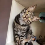 Coussin Chat Personnalisé à Posture Unique 3D photo review