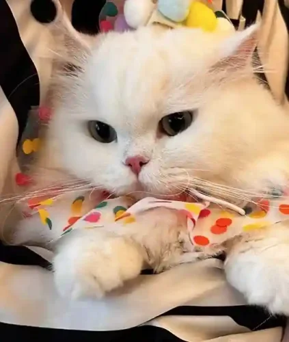 Click to view full screen Déguisement Pour Chat Ensemble Chapeau & Bavoir photo review