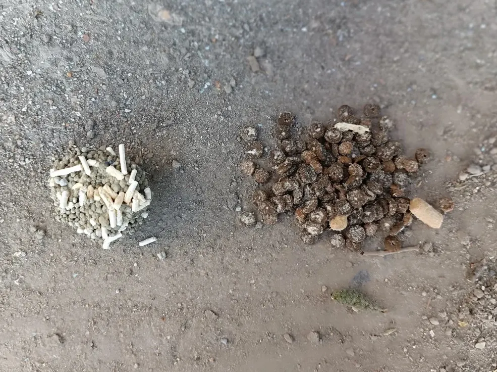 Installation de gamelle et litière à l'extérieur pour attirer un chat perdu