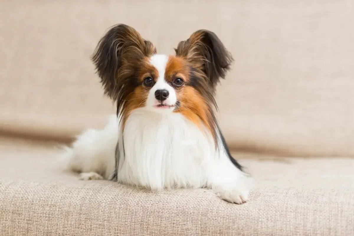 Épagneul Nain Papillon avec ses grandes oreilles dressées en forme de papillon