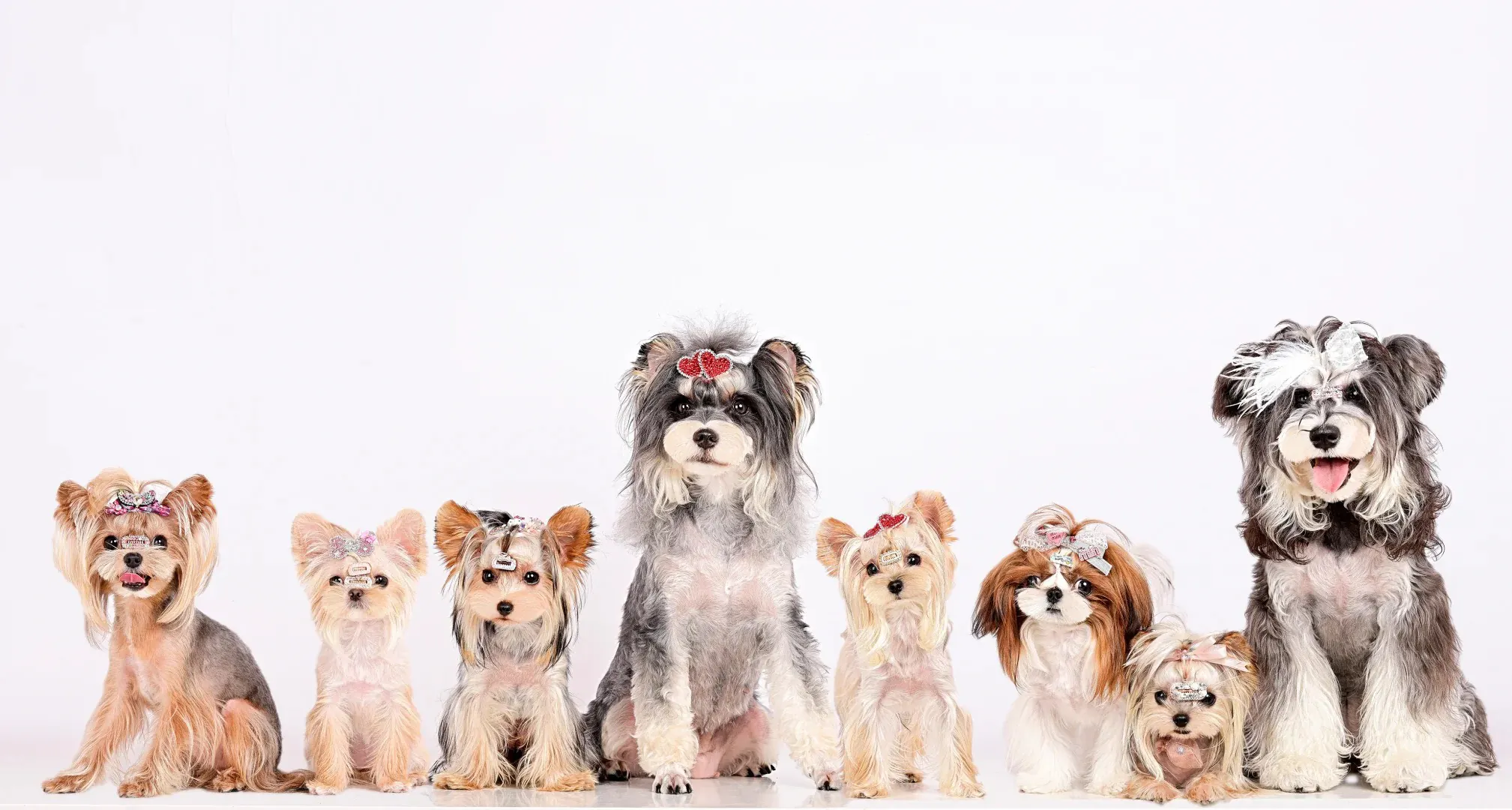 Groupe de petits chiens à poil long incluant Bichon Frisé, Cavalier King Charles et Shih Tzu dans un salon confortable