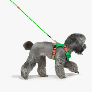 Un caniche portant un harnais vert haut de gamme.