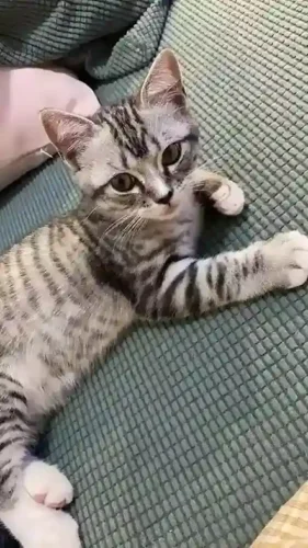 Click to view full screen Housse de Canapé Extensible Pour Chat et Chien photo review