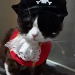 Déguisement Chat Pirate - Costume Complet avec Chapeau, Bandana et Cache-Œil photo review