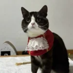 Déguisement Chat Pirate - Costume Complet avec Chapeau, Bandana et Cache-Œil photo review