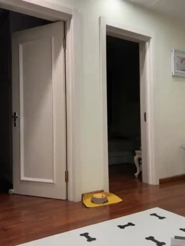 Click to view full screen Tapis Gamelle pour Chien en Silicone - Protection Sol Antidérapante photo review