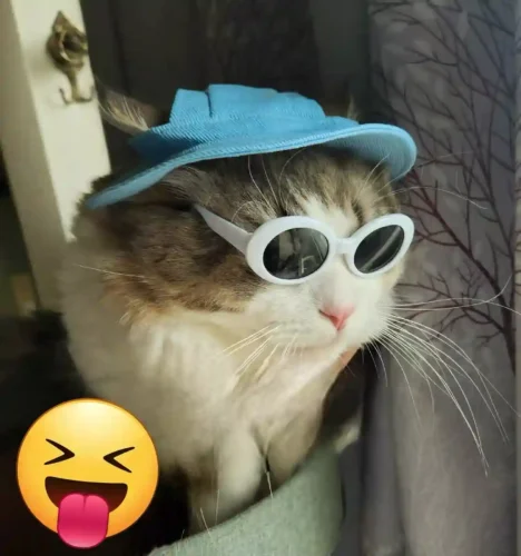 Click to view full screen Lunette Pour Chat Kawaii photo review