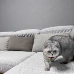 Housse Canapé Extensible - Protection Complète 360° Antidérapante photo review