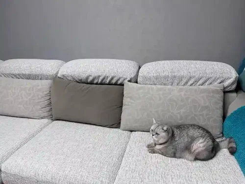 Click to view full screen Housse Canapé Extensible - Protection Complète 360° Antidérapante photo review