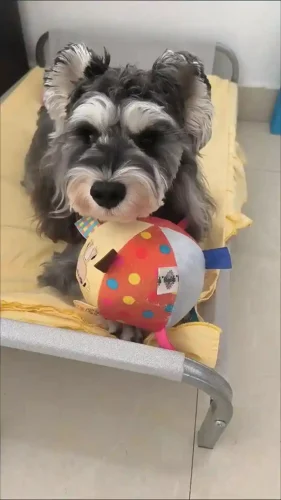 Click to view full screen Balle Jouet Pour Chien Tint photo review