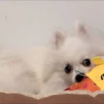 Doudou Jouet Pour Chien Âni photo review