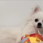 Doudou Jouet Pour Chien Âni photo review