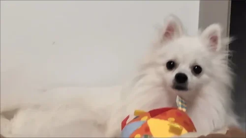 Click to view full screen Doudou Jouet Pour Chien Âni photo review