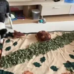 Tapis de Fouille Chien XXL Grande Forêt photo review