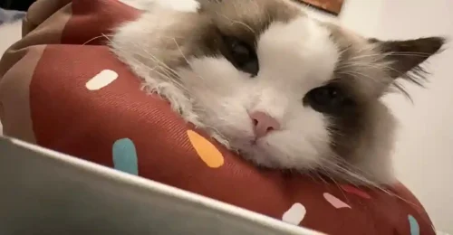 Collerette Chat Rembourrée Komfort photo review