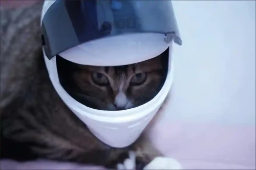 Click to view full screen Casque Moto Chat Stylé Safe-Ride photo review