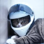 Casque Moto Chat Stylé Safe-Ride photo review