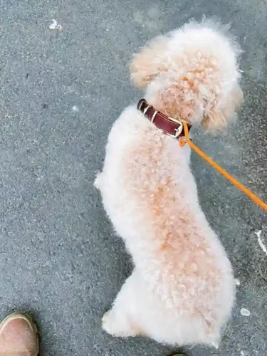 Click to view full screen Collier Chien Personnalisé Cuir Camaïeu photo review