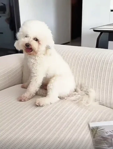 Click to view full screen Housse Canapé Anti-Griffes Granulés Velours Installation Rapide photo review