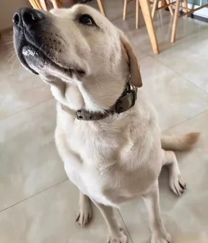 Click to view full screen Collier Chien avec Poignée Personnalisé Off-Road photo review