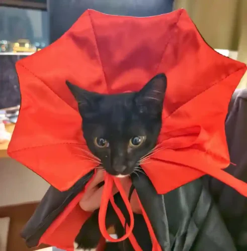 Déguisement Halloween Chat - Cape Vampire Dracula Noir Rouge photo review
