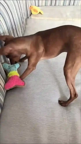 Click to view full screen Doudou Jouet Pour Chien Miam photo review