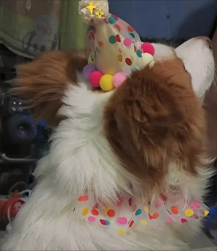 Déguisement Pour Chien Ensemble Chapeau & Bavoir photo review