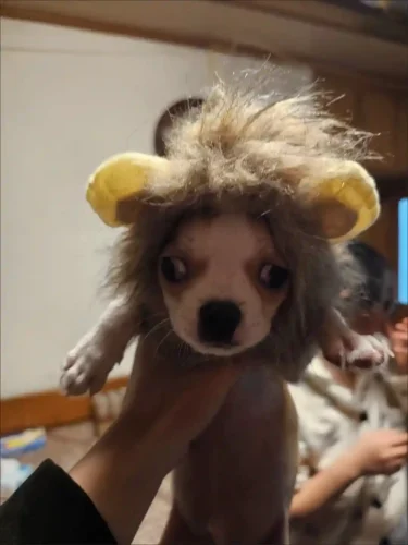 Déguisement Pour Chien Chapeau Roaring photo review